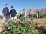 برگزاری جشنواره گل و گلاب همزمان با دومین ماه از فصل زیبای بهار؛ 10