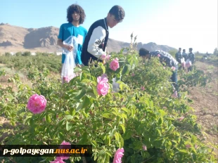برگزاری جشنواره گل و گلاب همزمان با دومین ماه از فصل زیبای بهار؛ 11